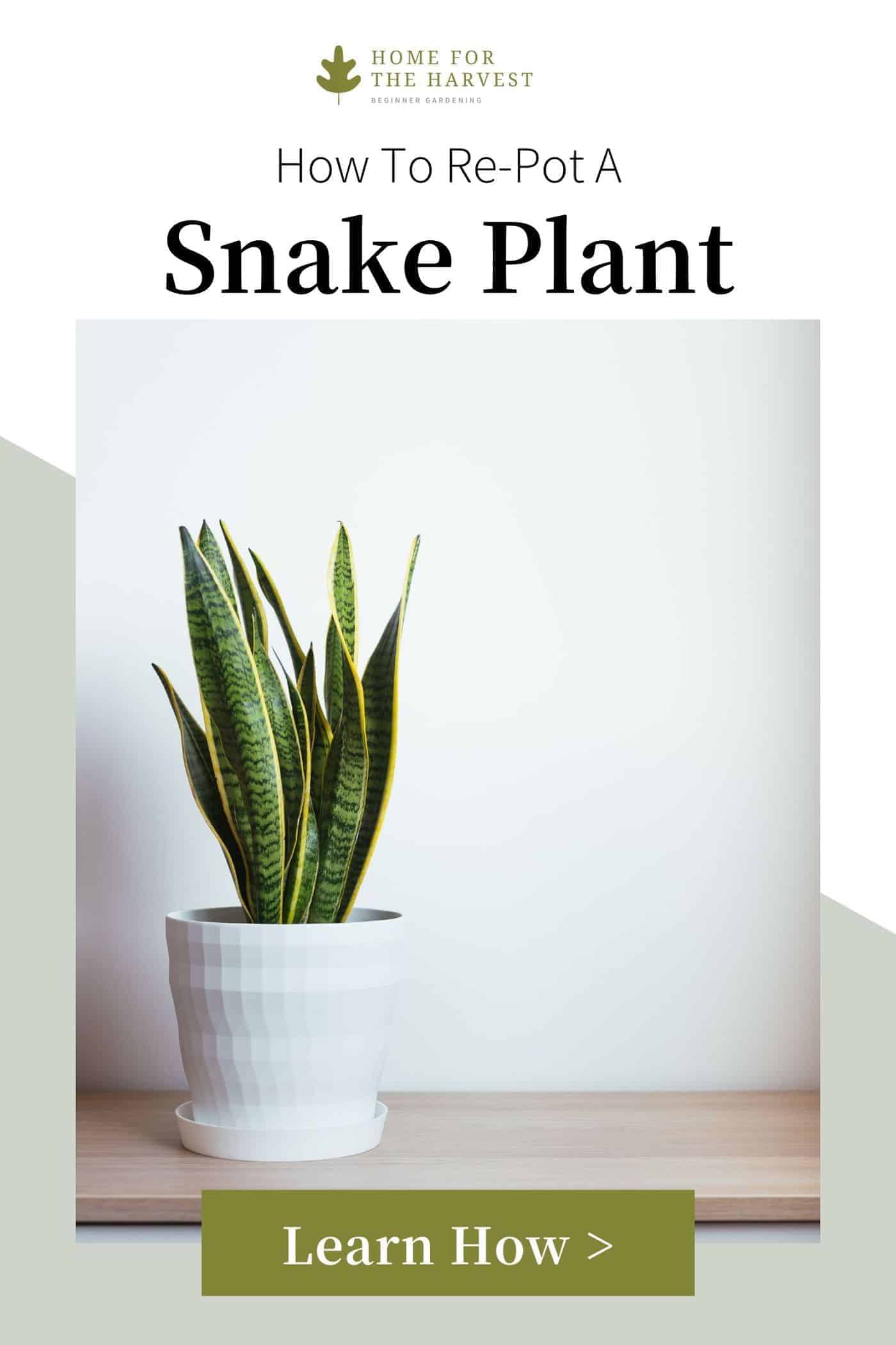 Repotting Snake Plant - HOW TO via @home4theharvest