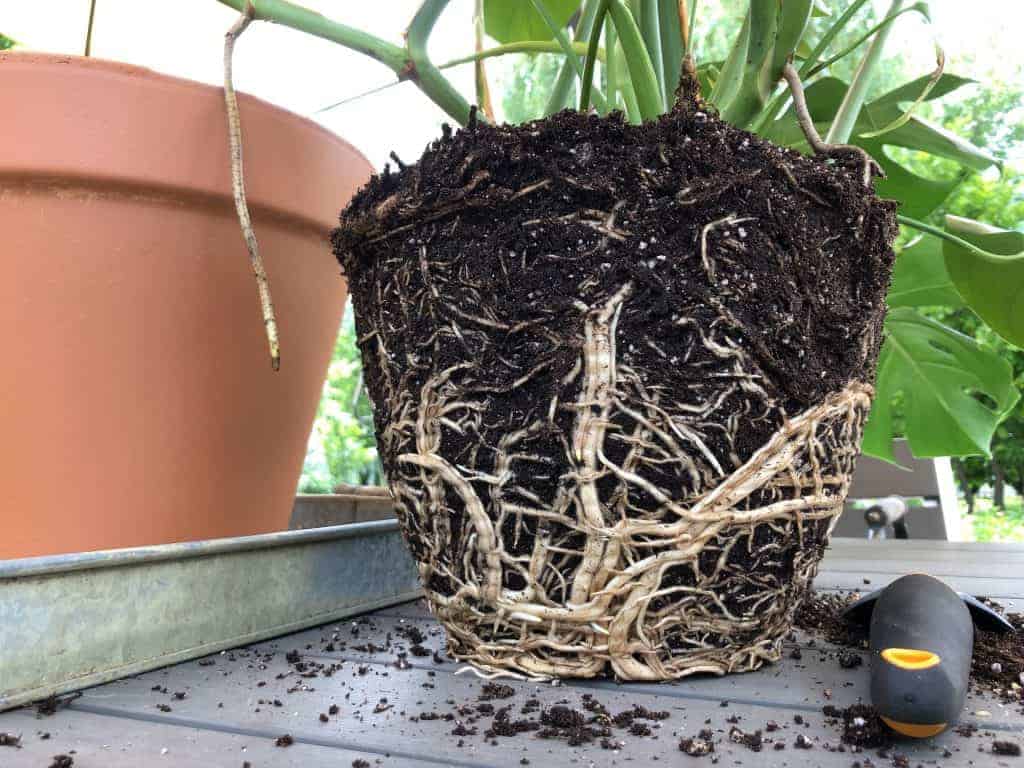 Root-bound monstera roots white transplanting