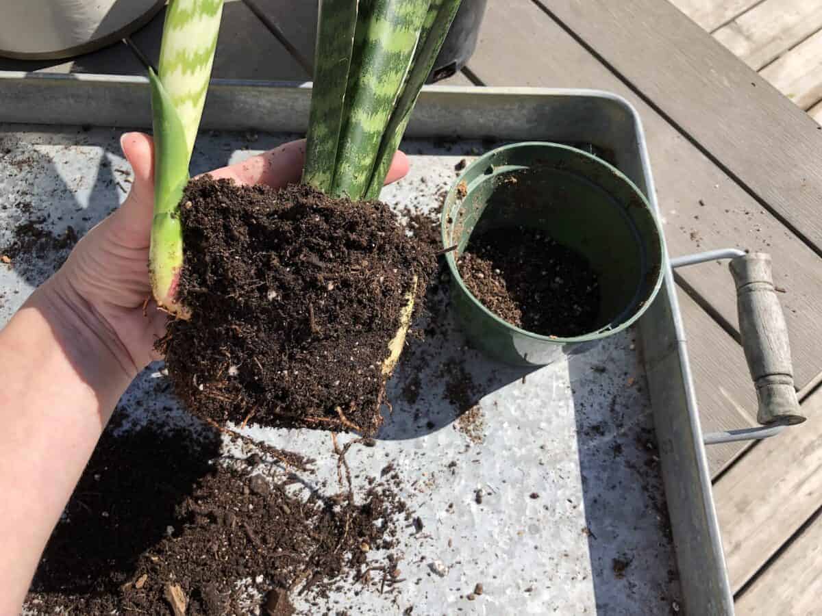 Roots of snake plant during repotting