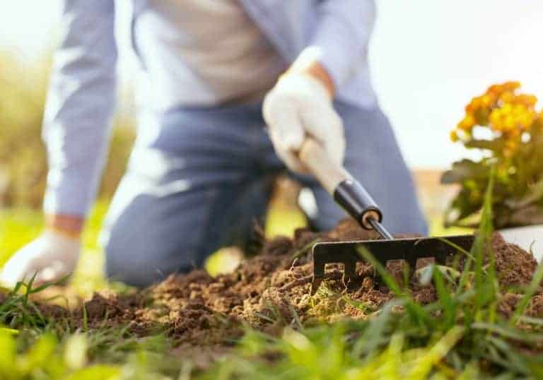 What Should A Beginner Gardener Plant