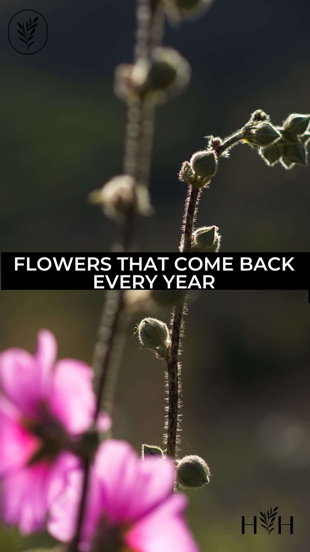 Flowers that come back every year via @home4theharvest