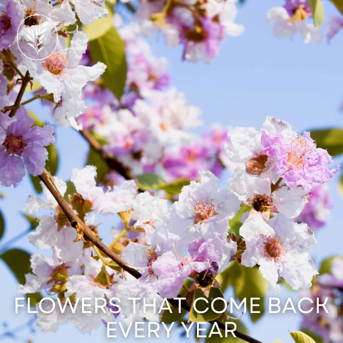 Flowers that come back every year via @home4theharvest