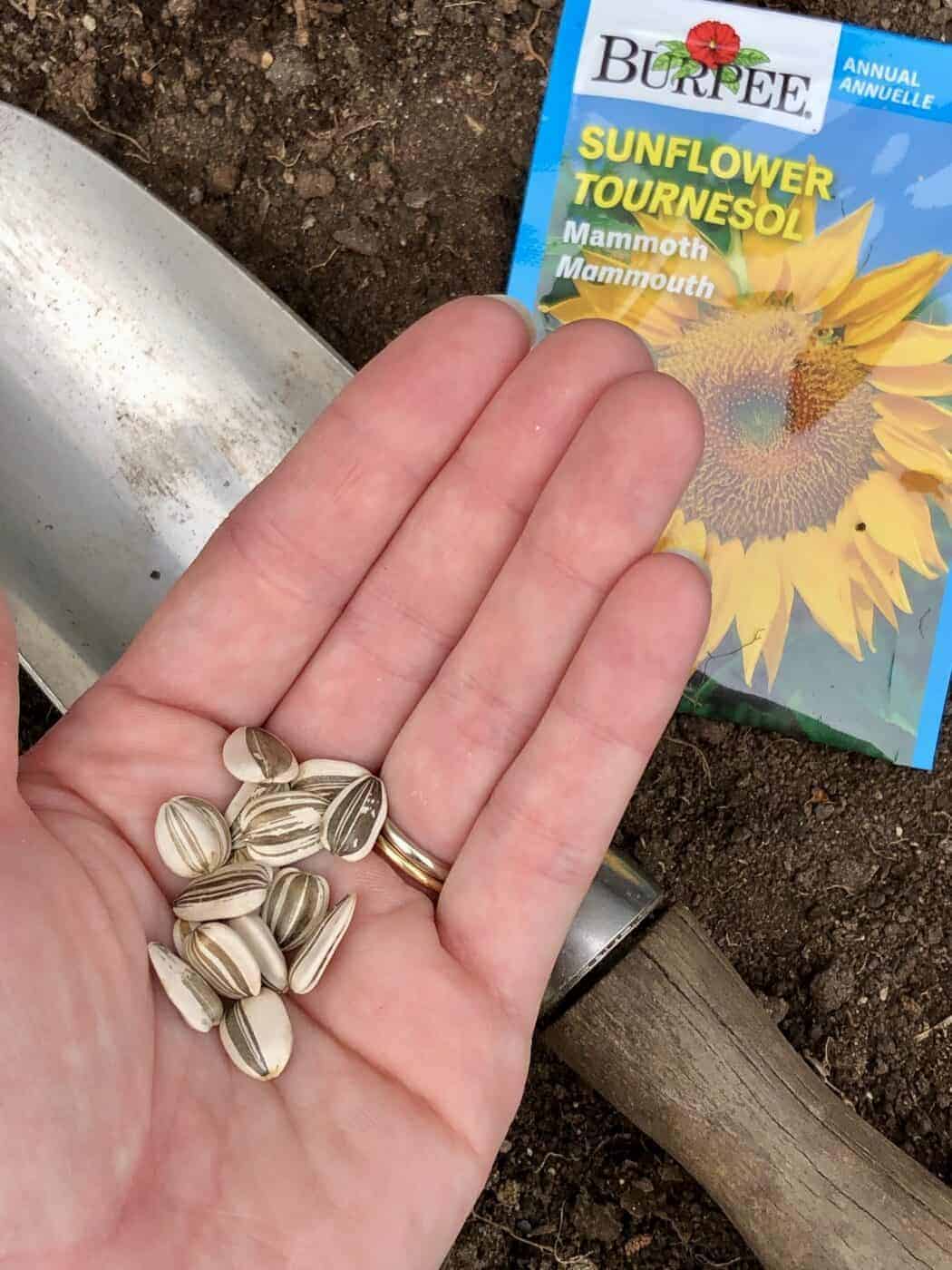 How to plant sunflowers from seeds