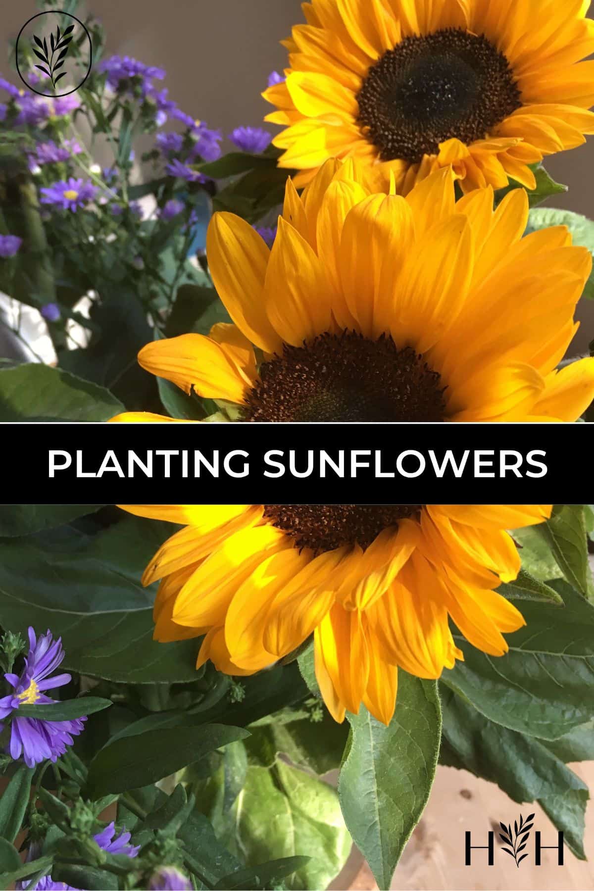 Planting sunflowers via @home4theharvest