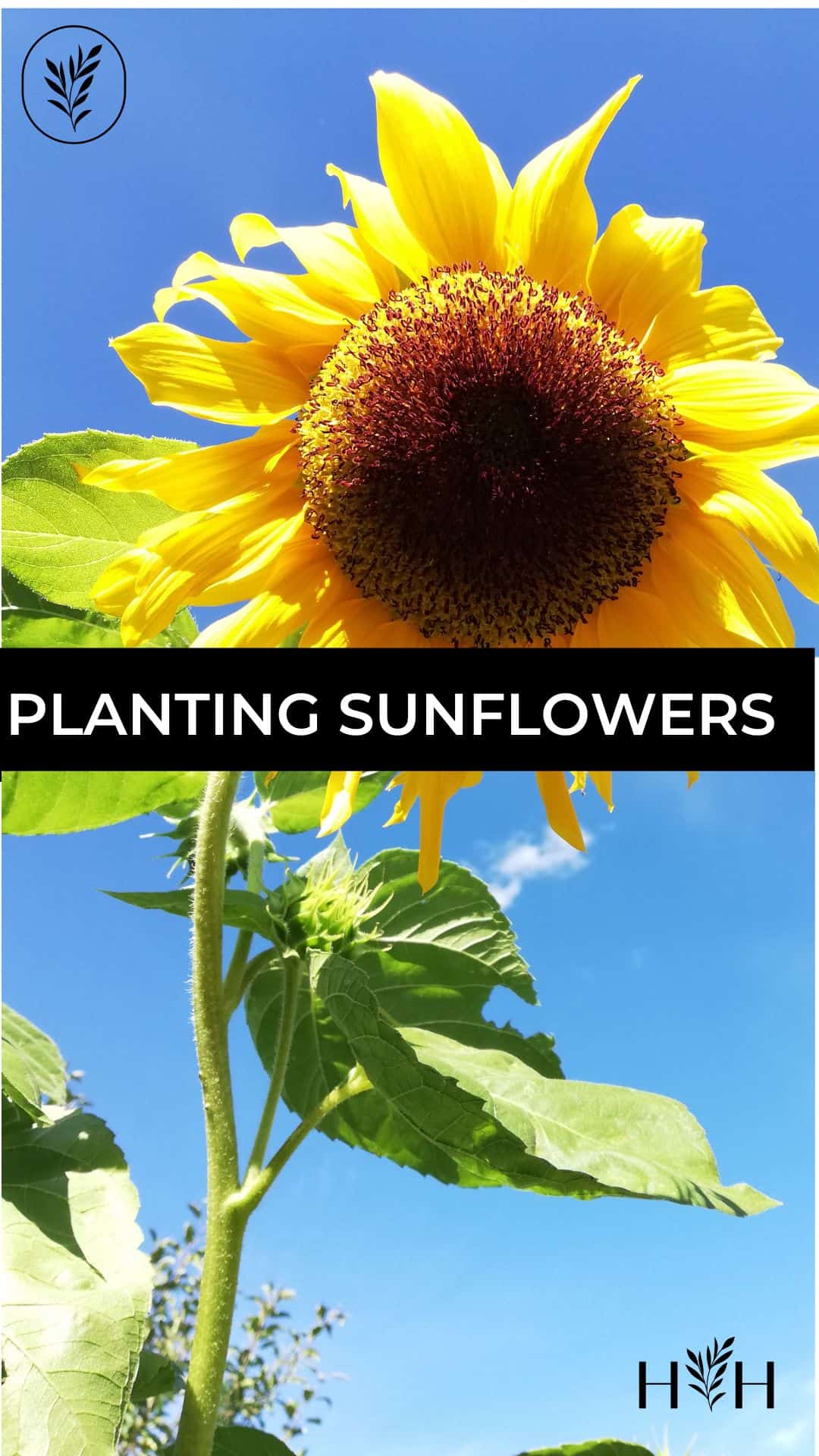 Planting sunflowers via @home4theharvest