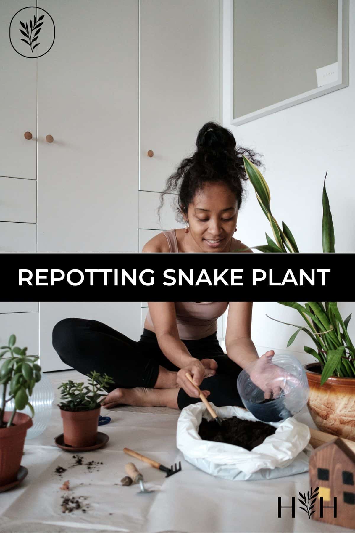Repotting snake plant via @home4theharvest
