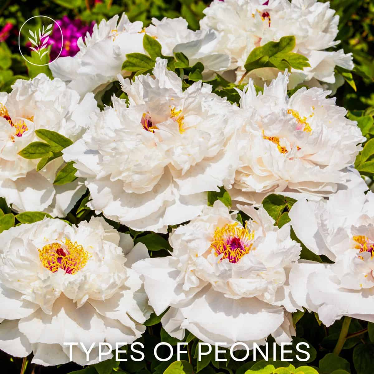 Types of peonies via @home4theharvest