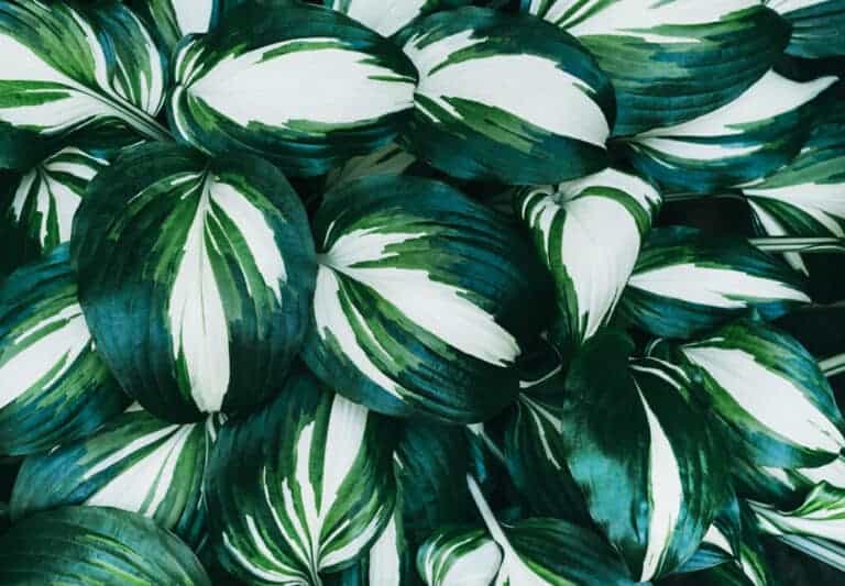 Fire and Ice hosta: A stunning variegated green and white variety