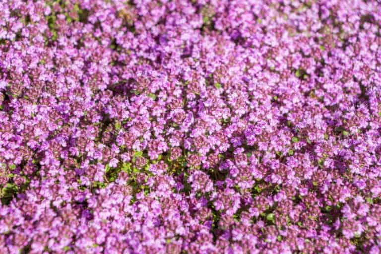 Red creeping thyme