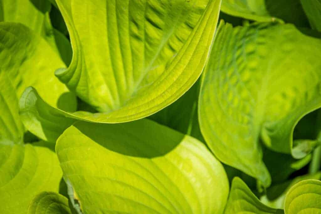 Leaves of the sum and substance hosta