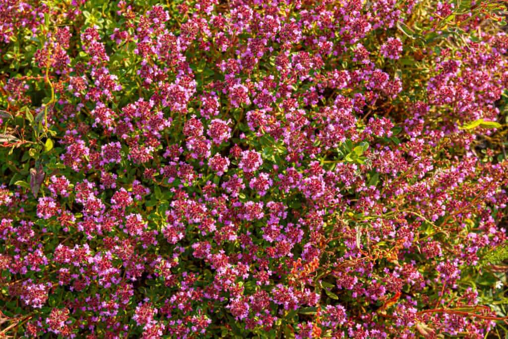 Red creeping thyme starting to bloom