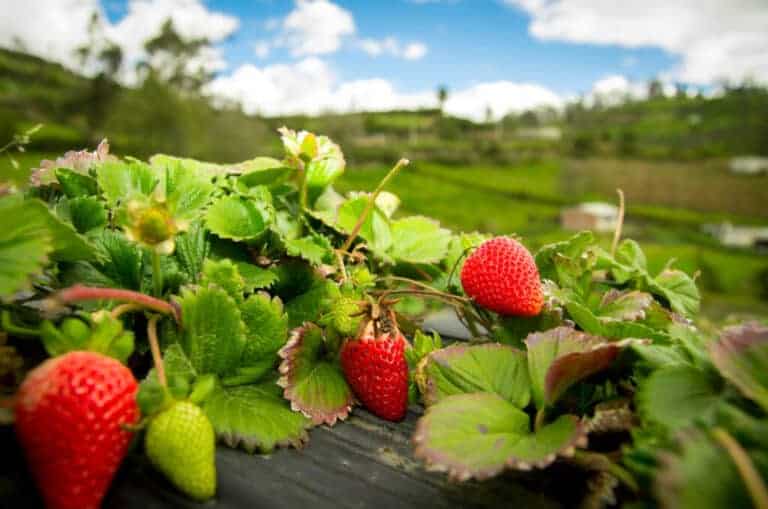 are strawberries perennials