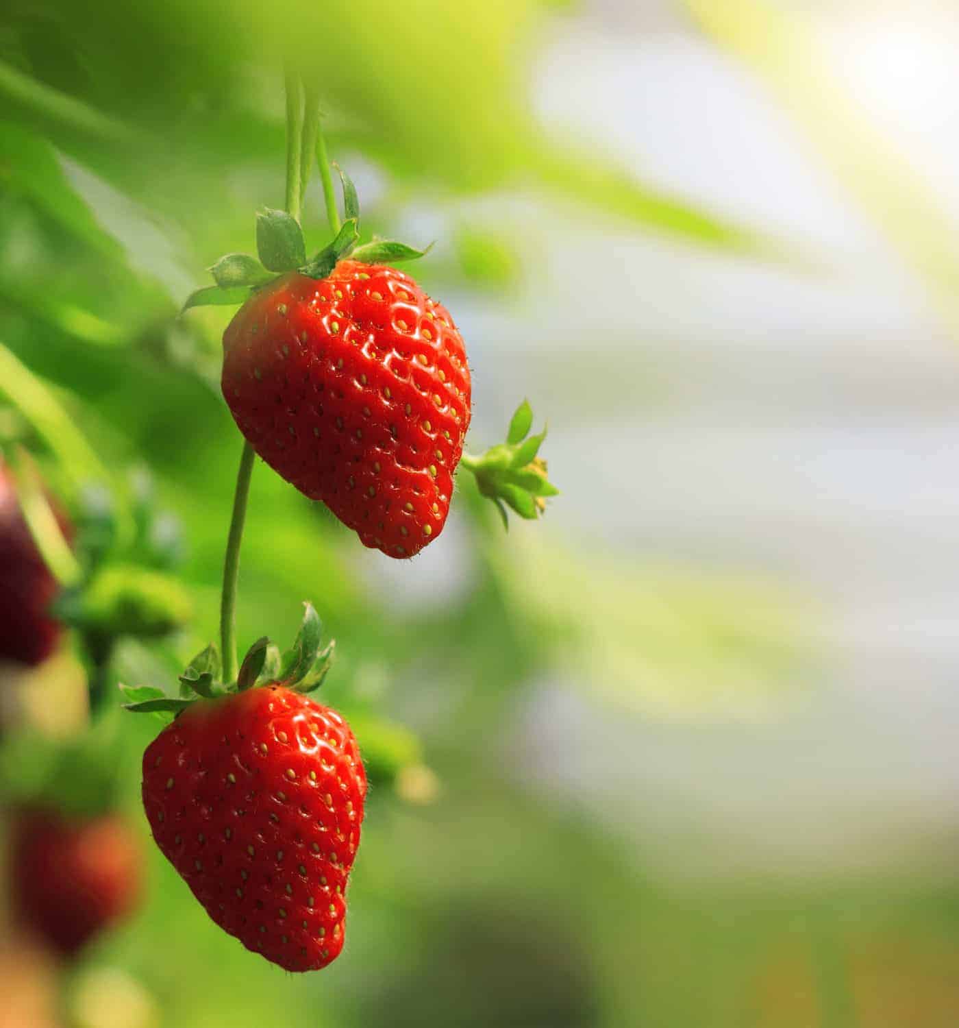 Eversweet strawberries growing on a strawberry plant