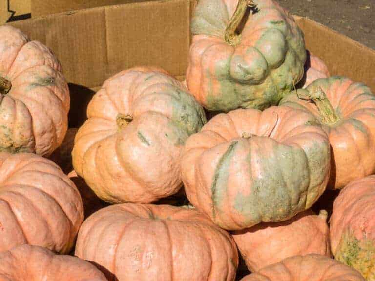 Porcelain Doll pumpkin 🌸 🎃 Explore the beauty and unique features of