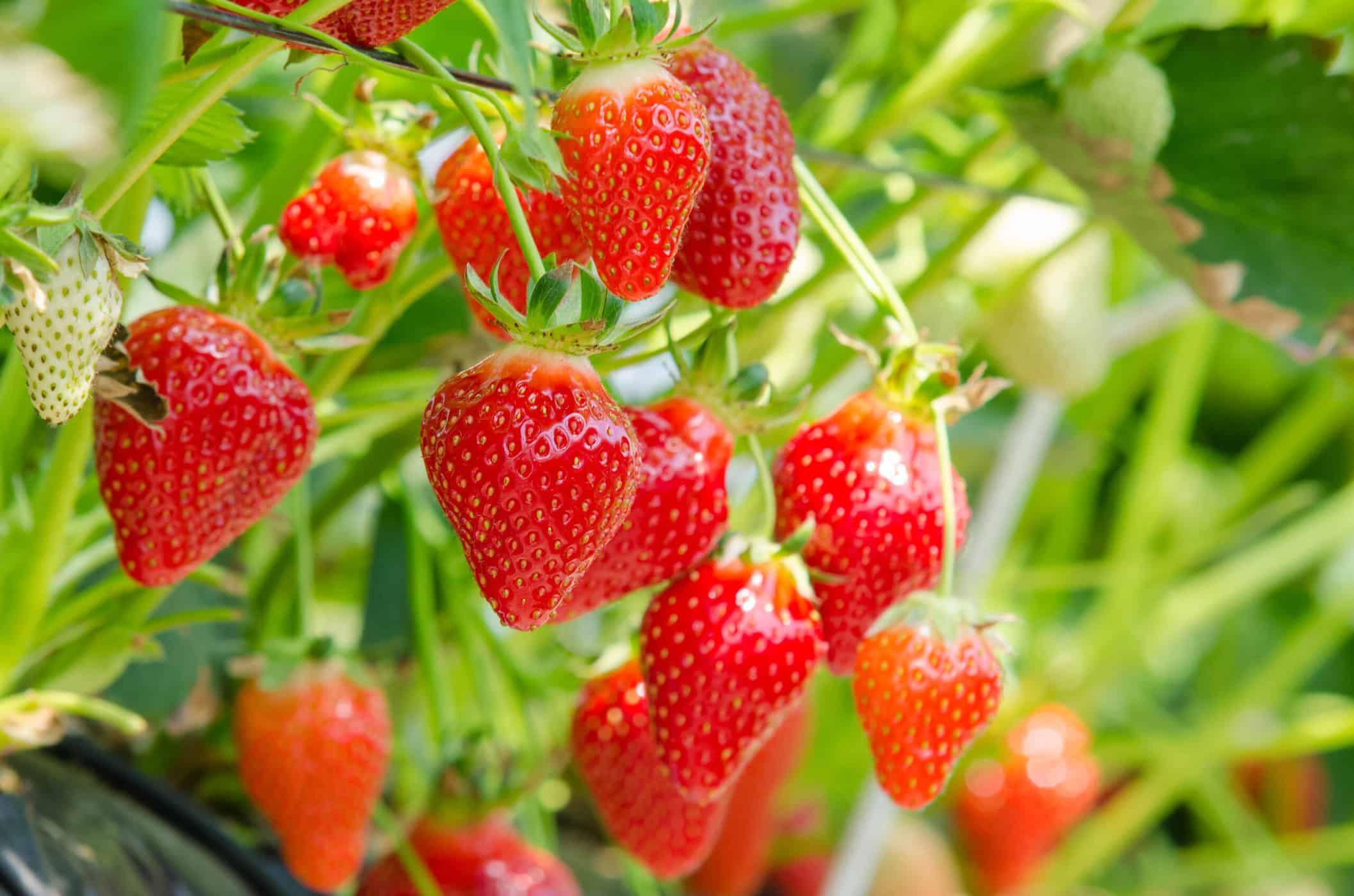 Quinault strawberries