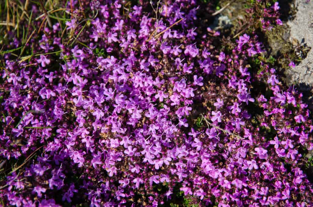 Red creeping thyme - blossoming with purple flowers
