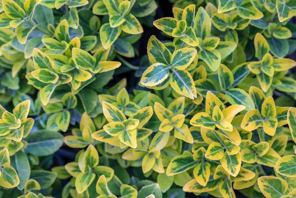 Green and gold color euonymus fortunei,yellow and green leaves of euonymus fortunei