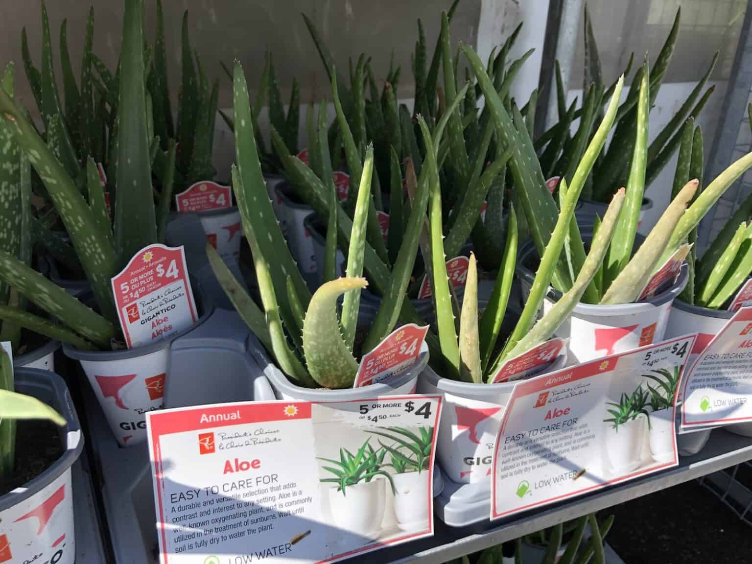 Repotting aloe 🌱 🌵 Steps for a thriving plant