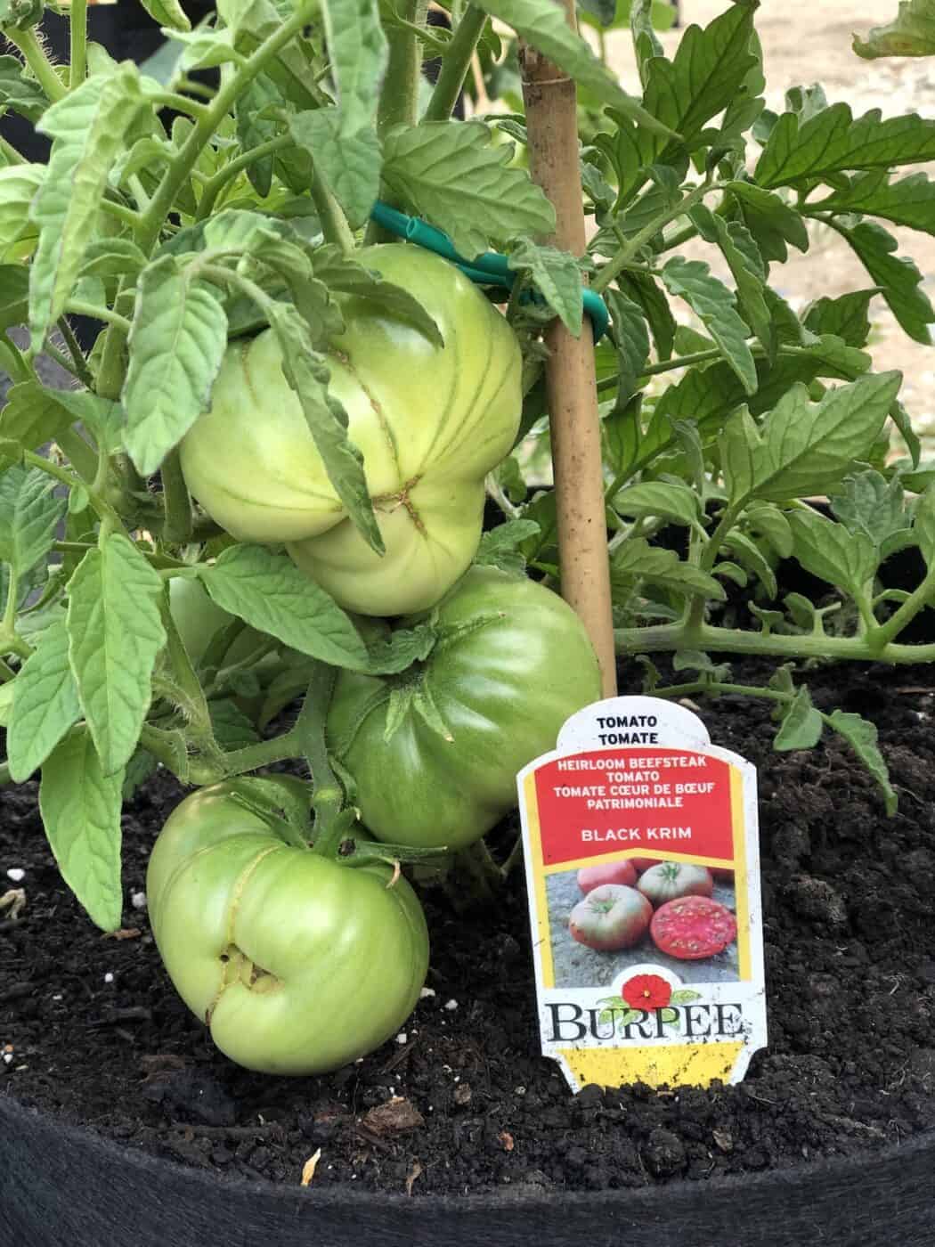 Black Krim tomato 🖤 🍅 Learn about this unique and flavorful heirloom