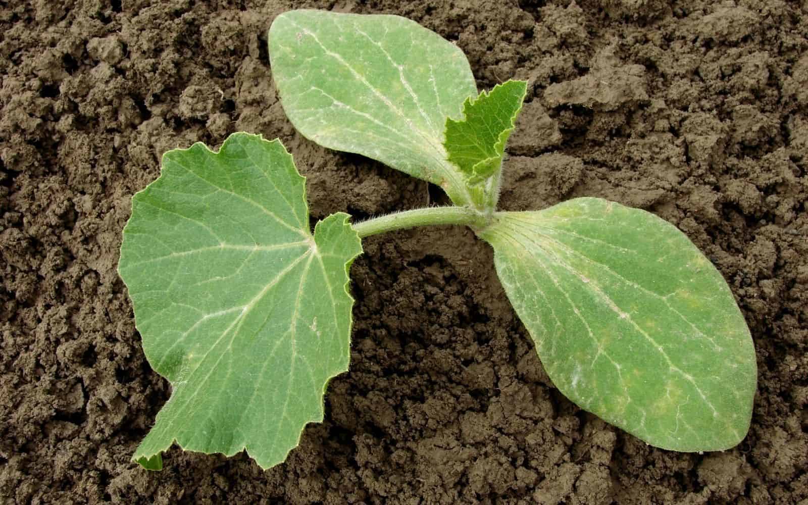 Blue Doll Pumpkin A Delicious Pumpkin Variety