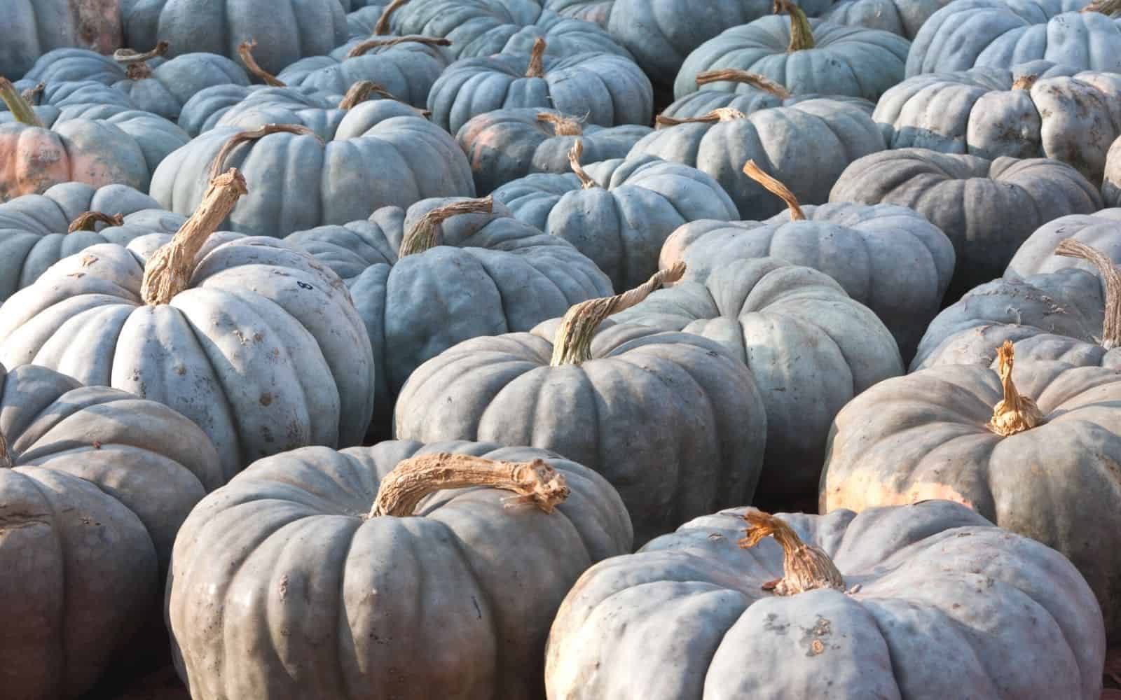 Blue Doll Pumpkin A Delicious Pumpkin Variety