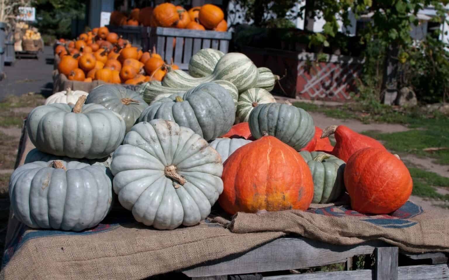 20+ blue pumpkins 💎 🎃 BEST varieties for fall decor