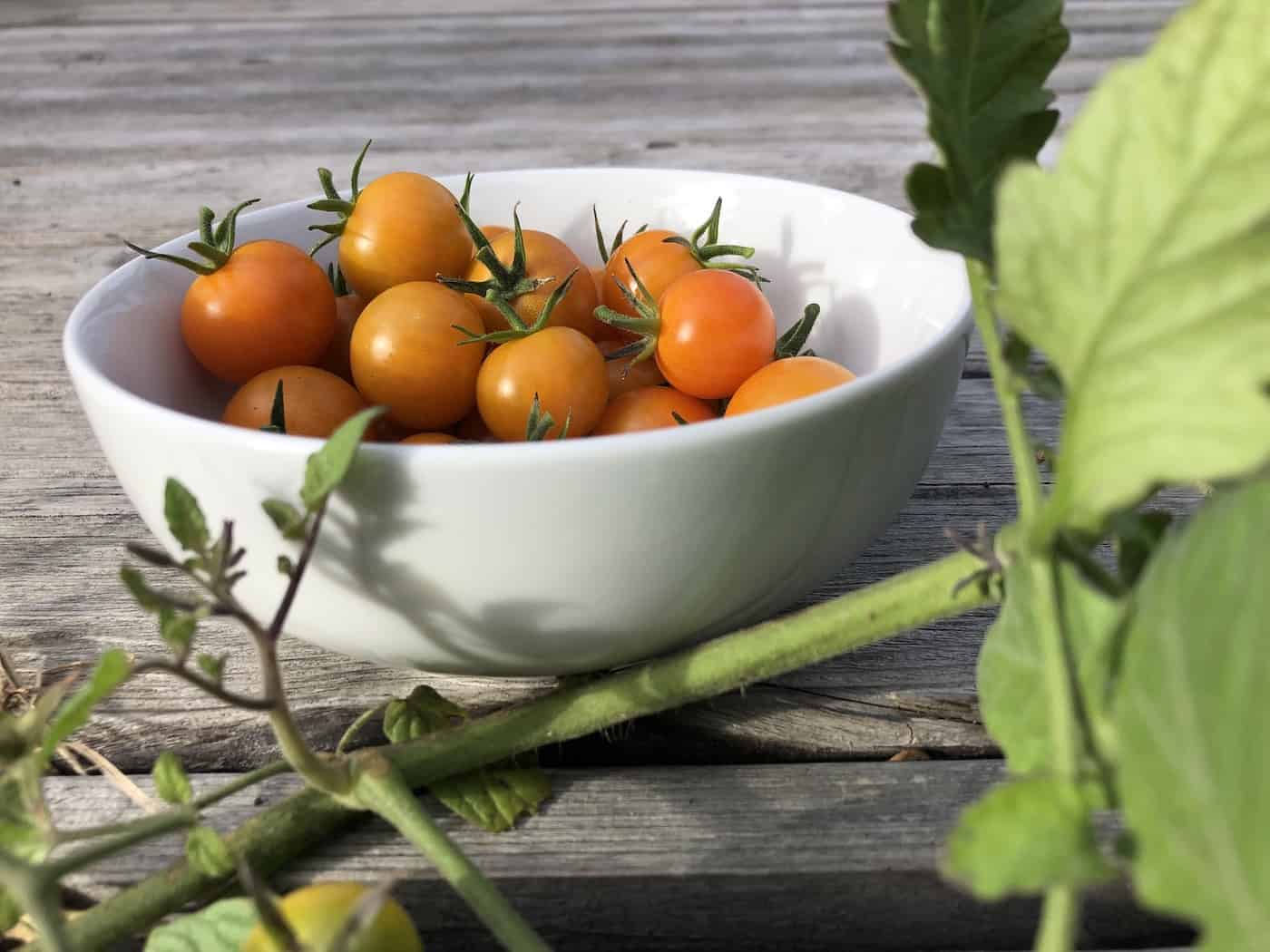 Enjoy Your Homegrown Sungold Tomatoes This Summer | Early Ripening Varieties for Gardening Enthusiasts