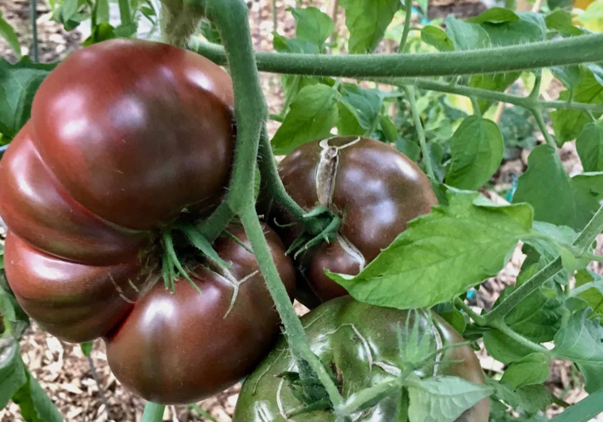 Cherokee Purple Tomato Plant