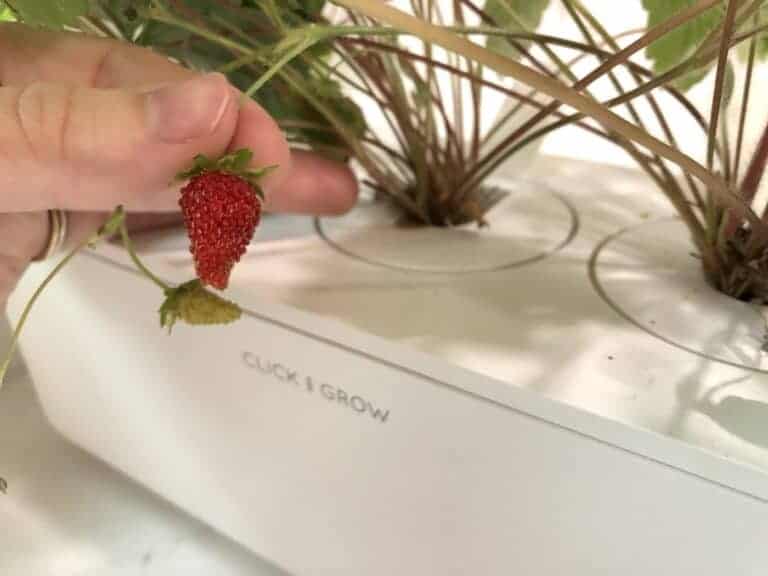 Click and grow strawberries - harvest august 1 2021
