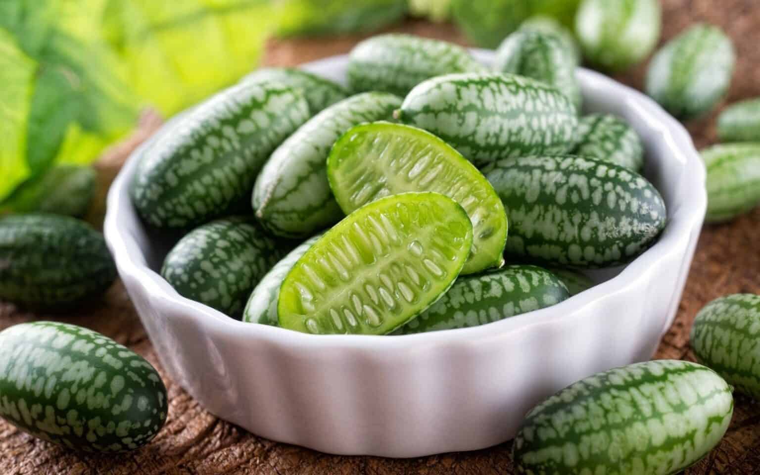 Growing cucamelon 🌱 🍈 Discover the joys of this tiny, flavorful fruit!