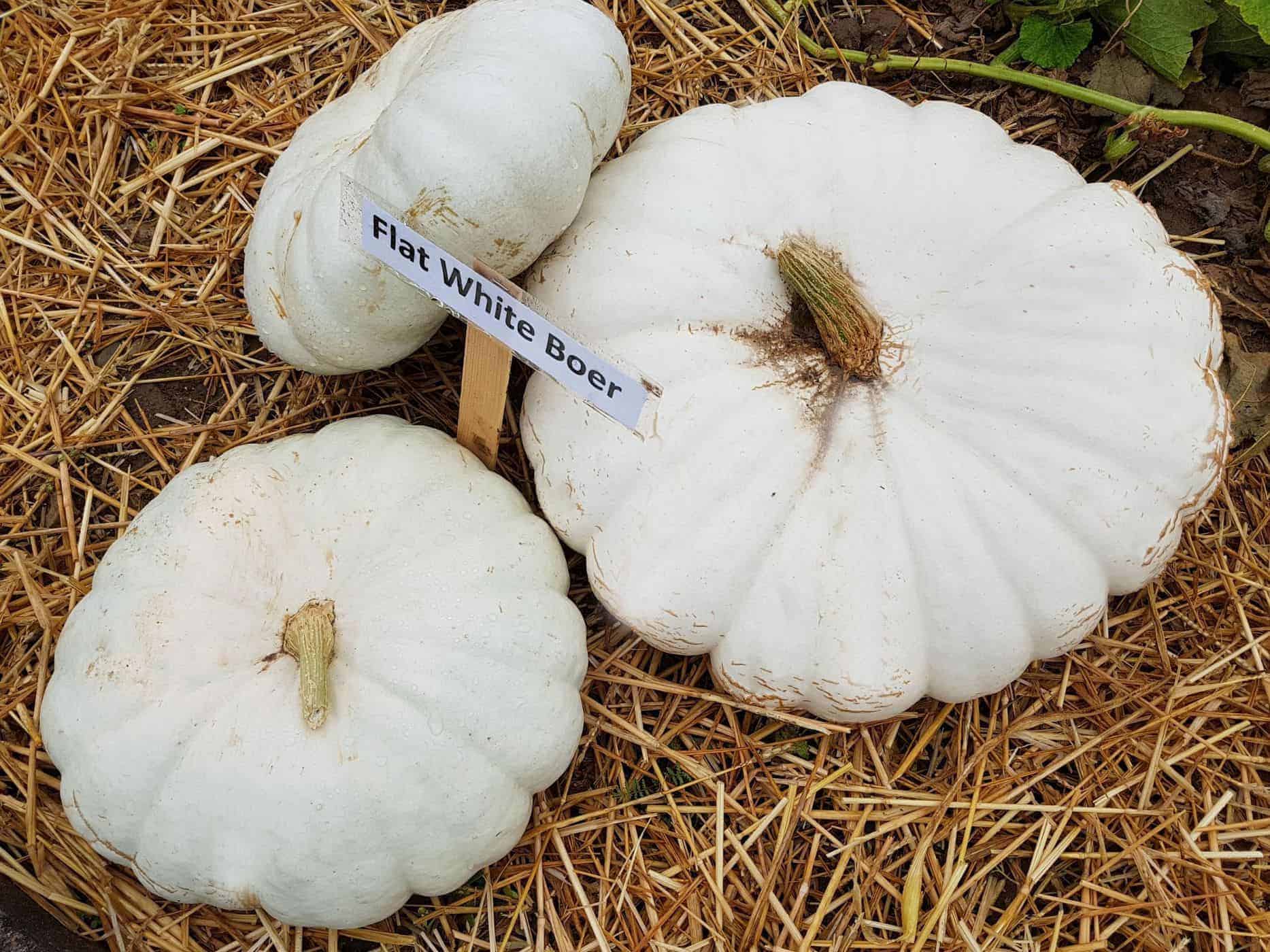 Flat white boer pumpkins