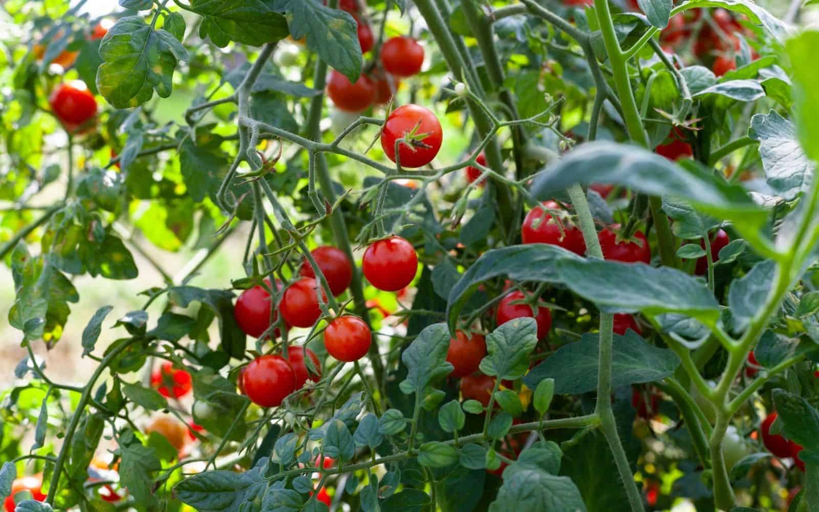 Full-sun vine-ripening makes tomatoes sweeter