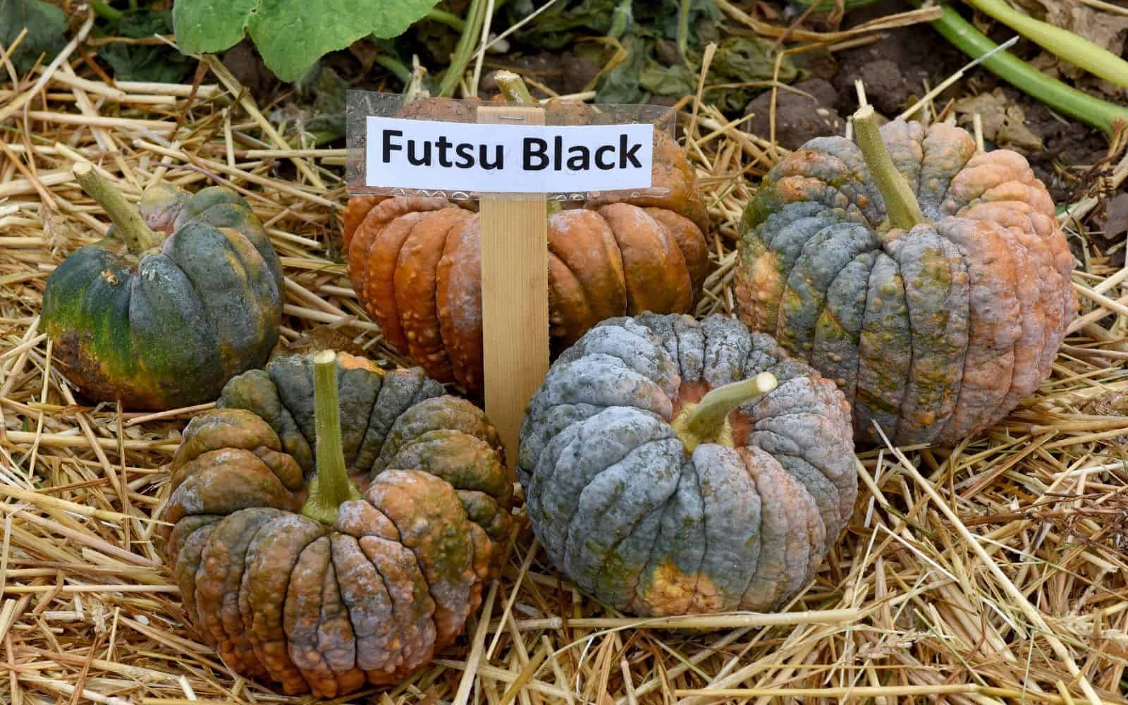 Futsu black pumpkins