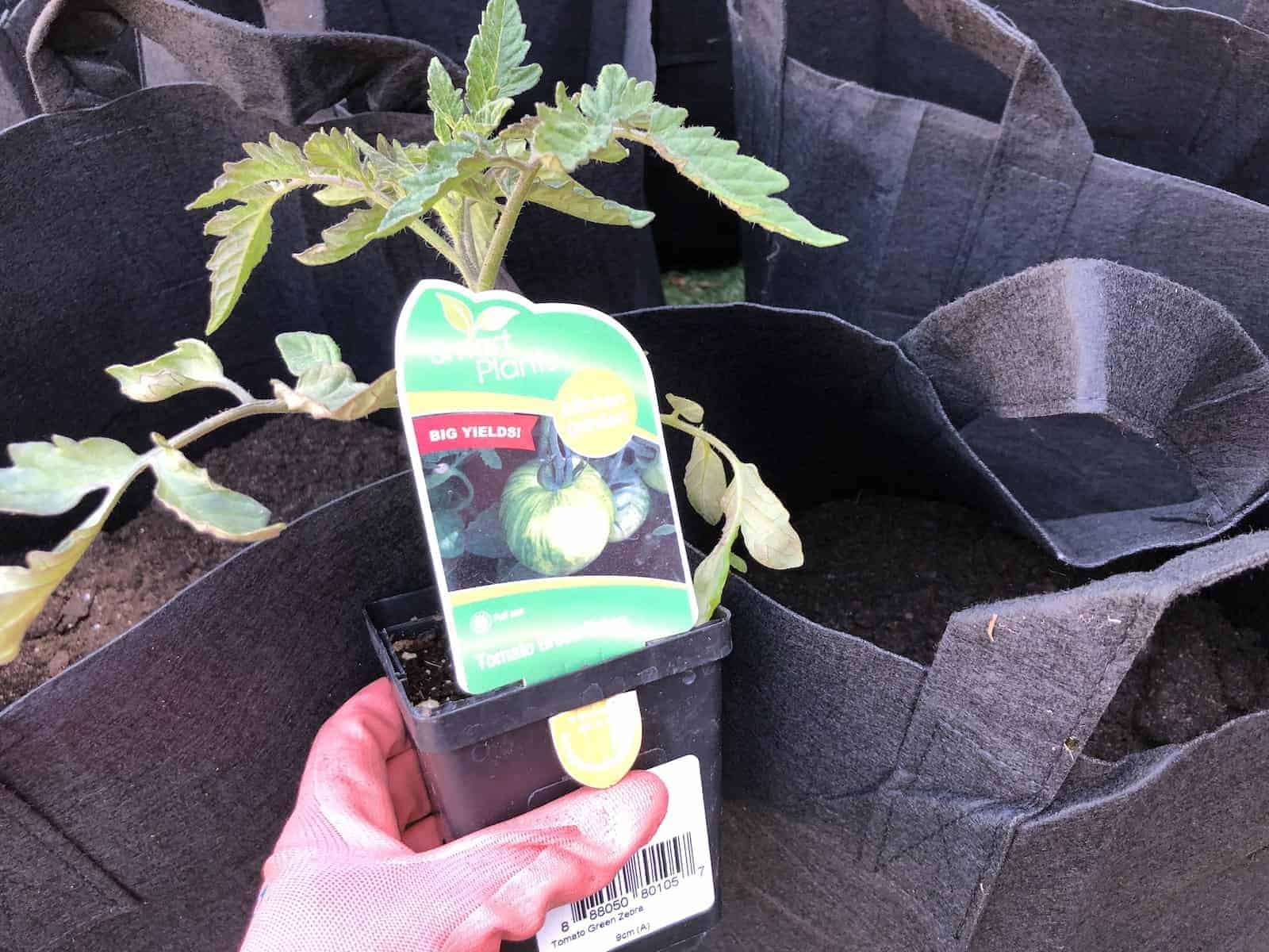 Green Zebra tomato 🌱 🦓 Tips and tricks for cultivating this unique tomato