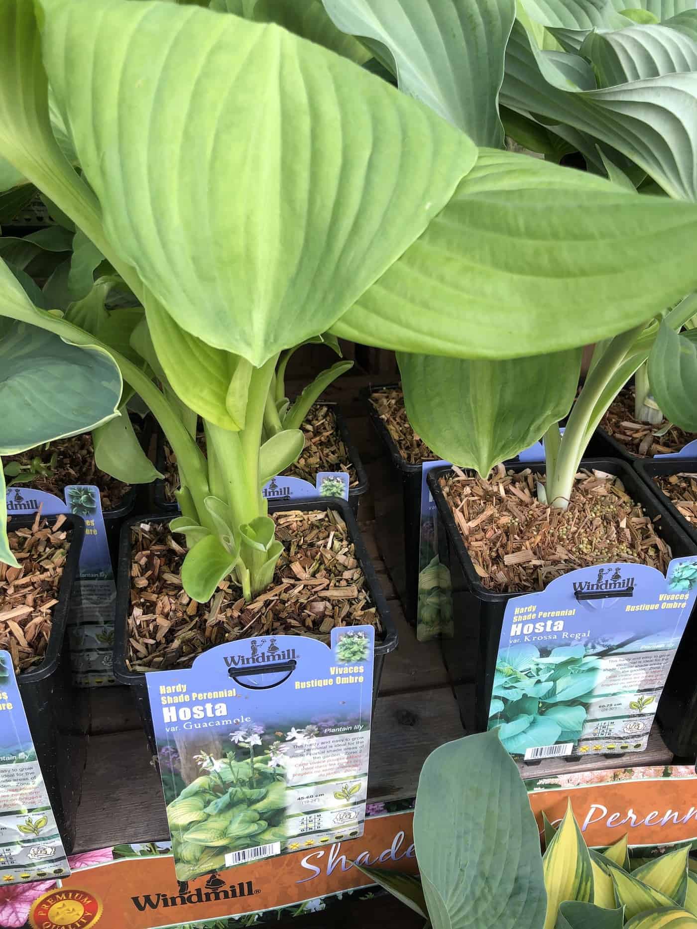 Guacamole hosta plant for sale at garden center