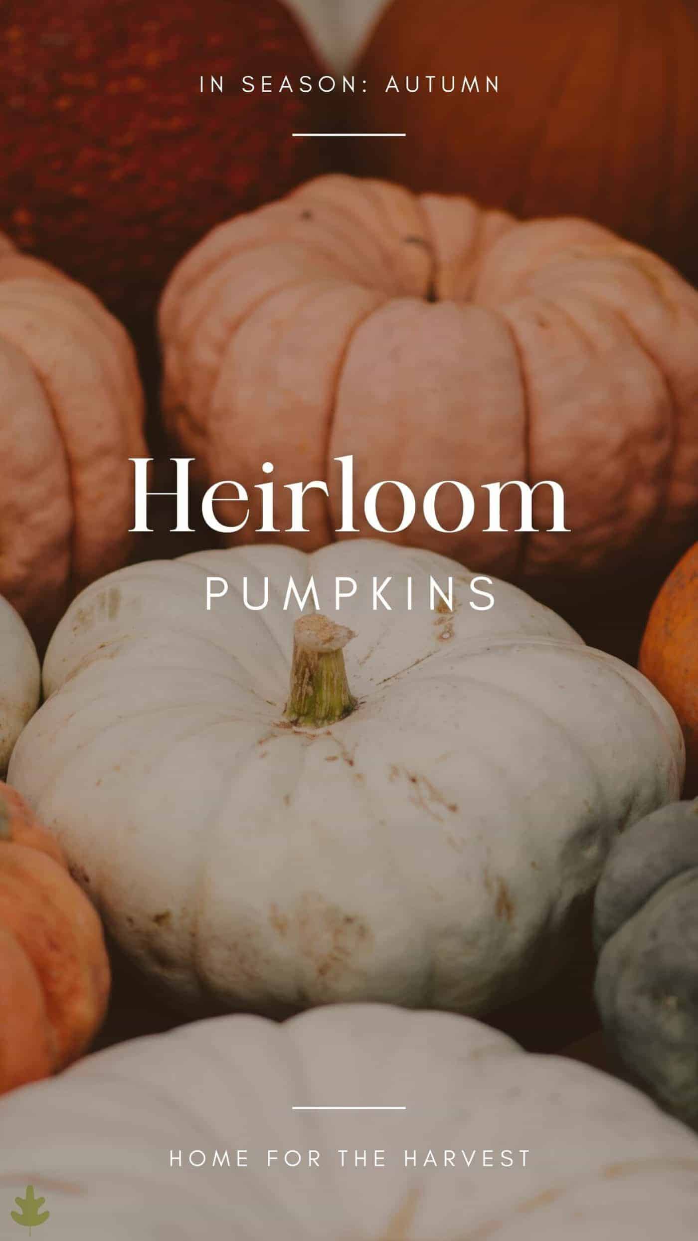 Heirloom pumpkins via @home4theharvest