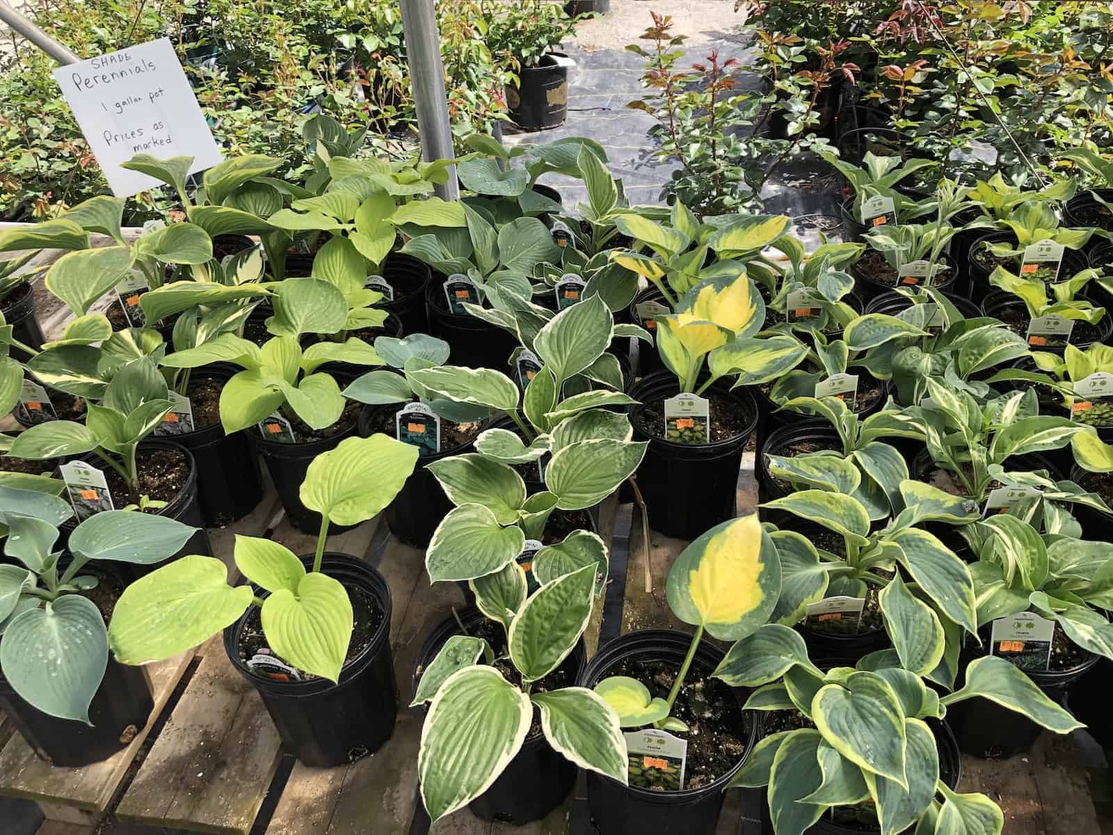 Hostas of different varieties for sale at the plant nursery