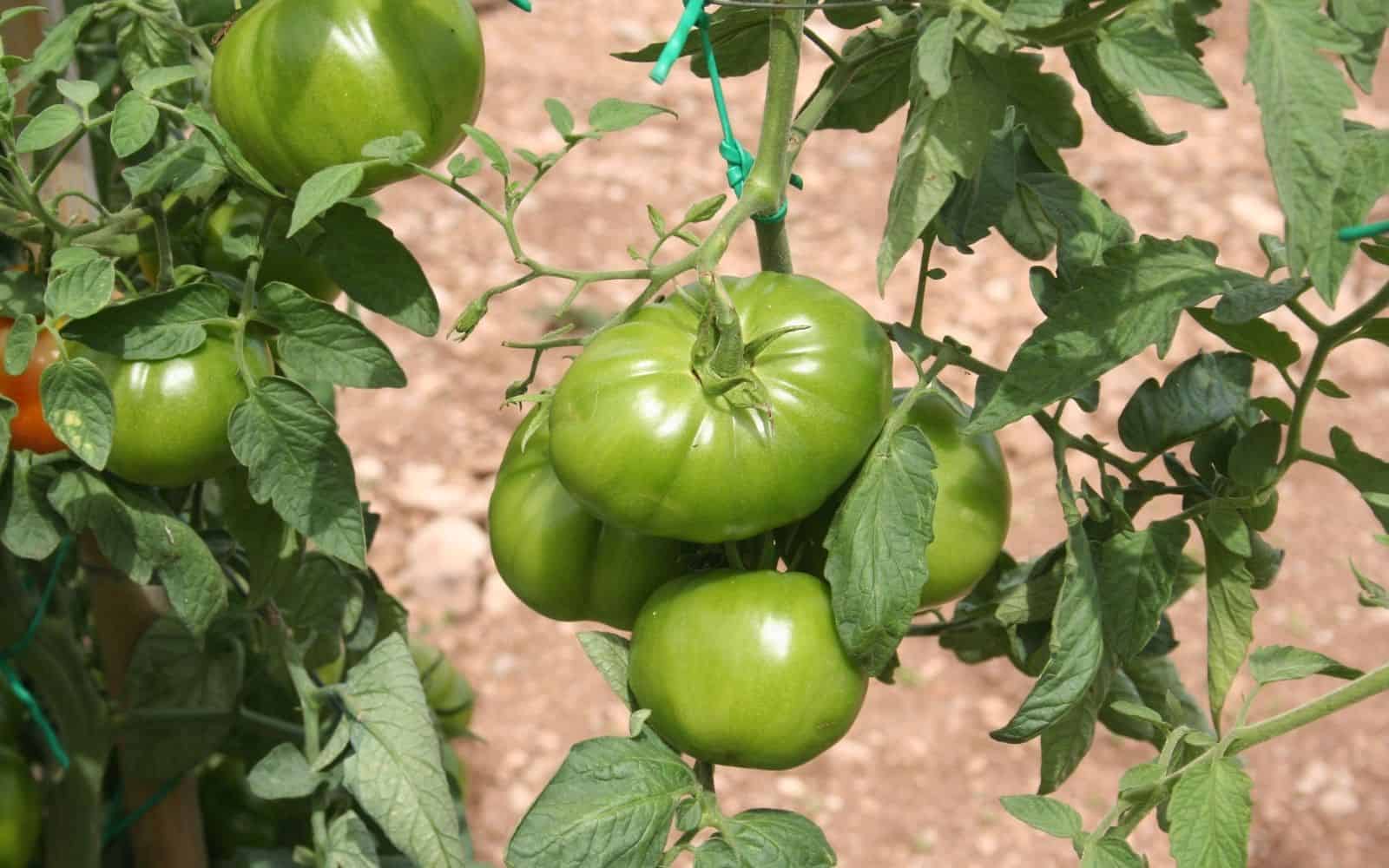 Indeterminate tomato plant with big green beefsteak tomatoes