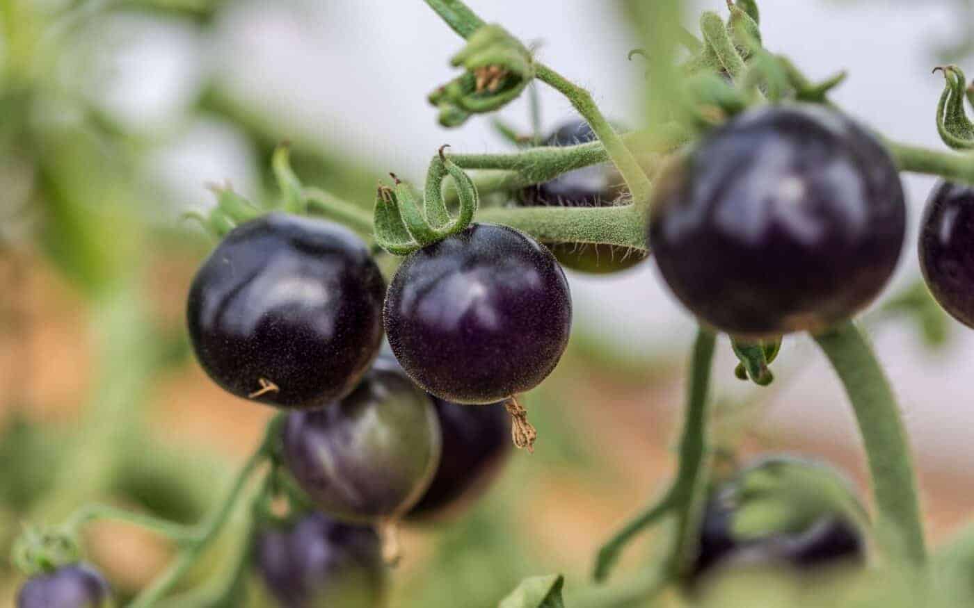 15+ purple tomatoes 💜 🍅 BEST varieties, growing tips, and culinary uses