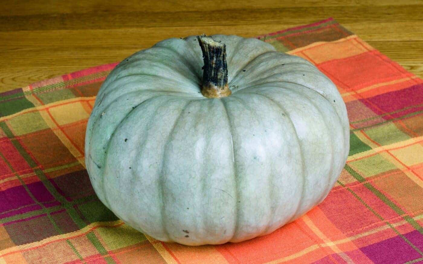 Jarrahdale pumpkin 💎 🎃 Unveil the charm of this blueskinned beauty!