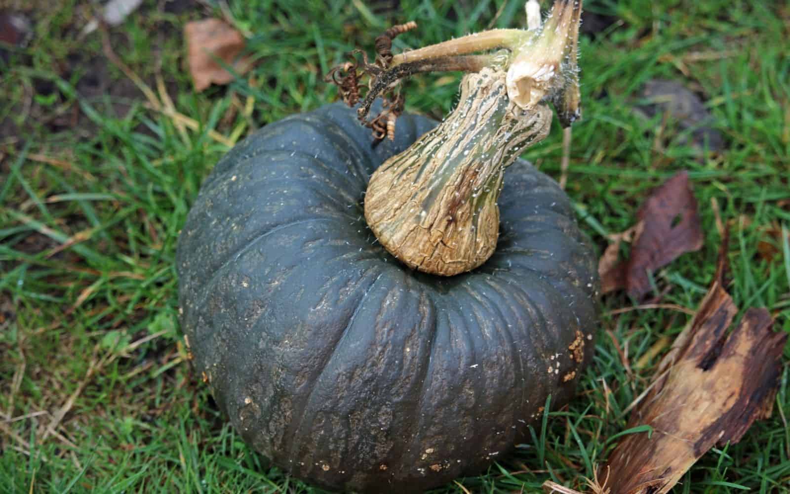 Kabocha pumpkin (japanese black pumpkin)