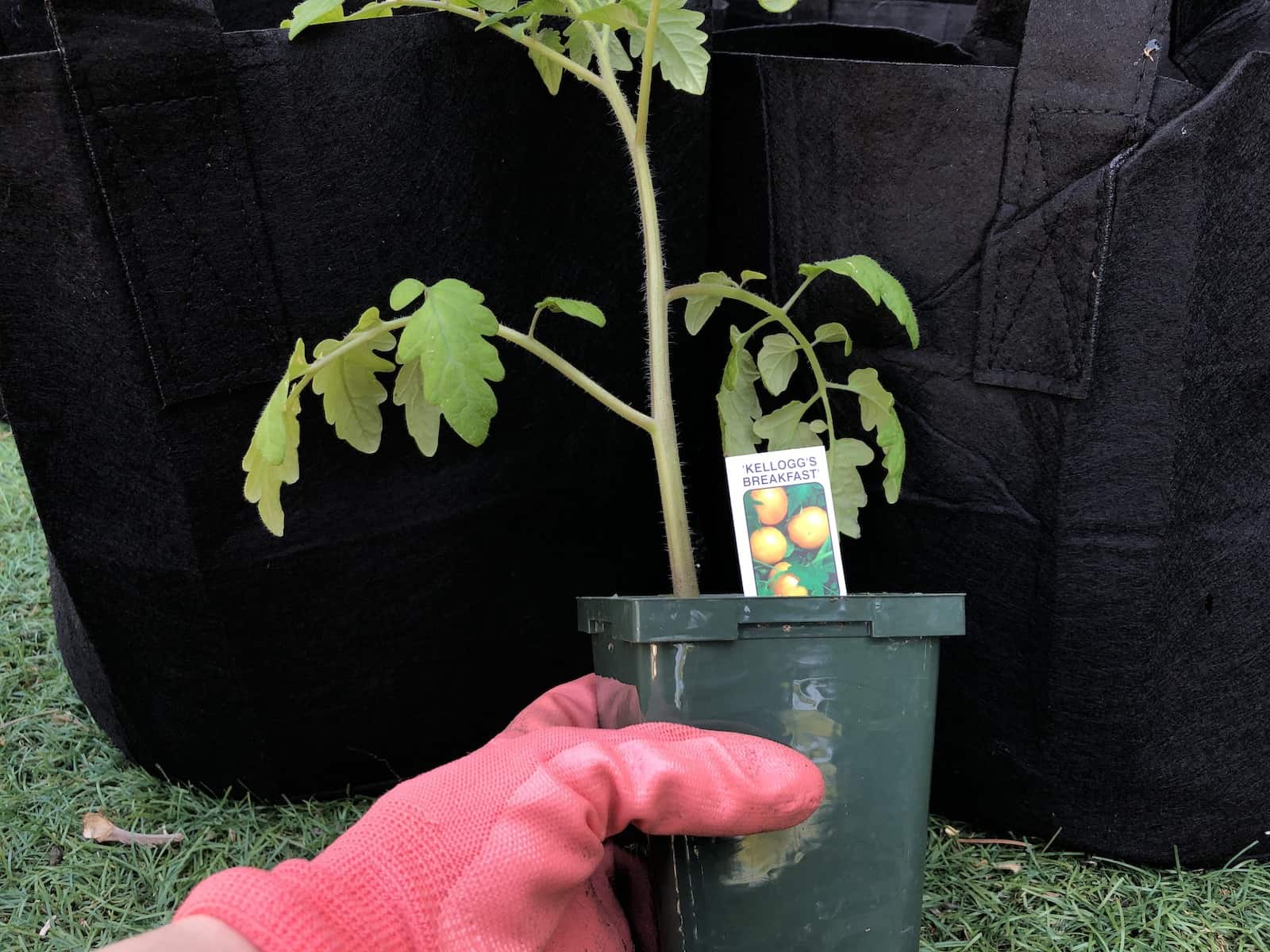Kellogg's Breakfast Tomato Seedling Plant