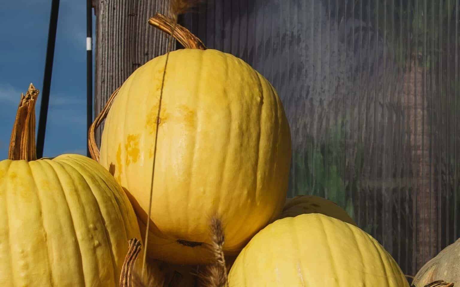 Yellow Pumpkins 20 Varieties With Yellow Rind Colors 🪴 Learn how to