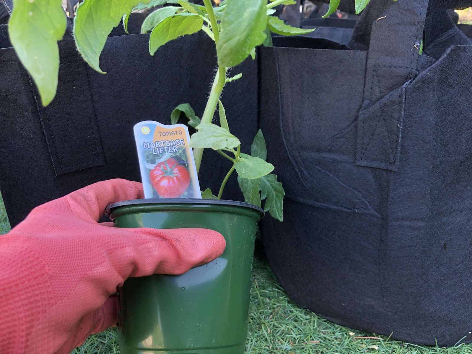 Mortgage lifter tomato seedling plant