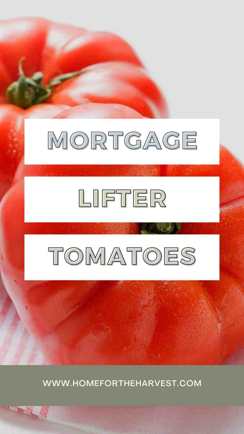 The Mortgage Lifter Tomato A Classic, Sweet, American Heirloom Tomato