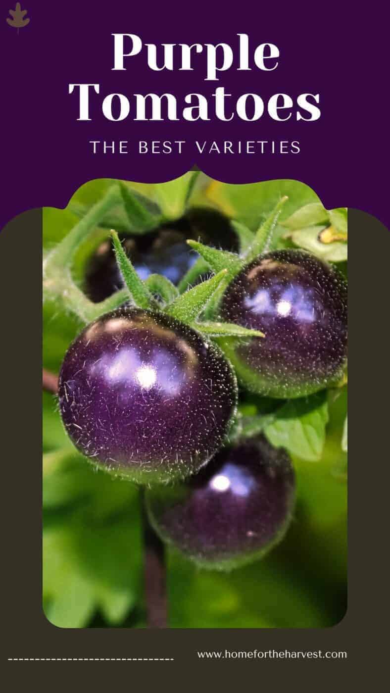 Purple Tomatoes 15+ Delectable Varieties With PurpleHued Peels