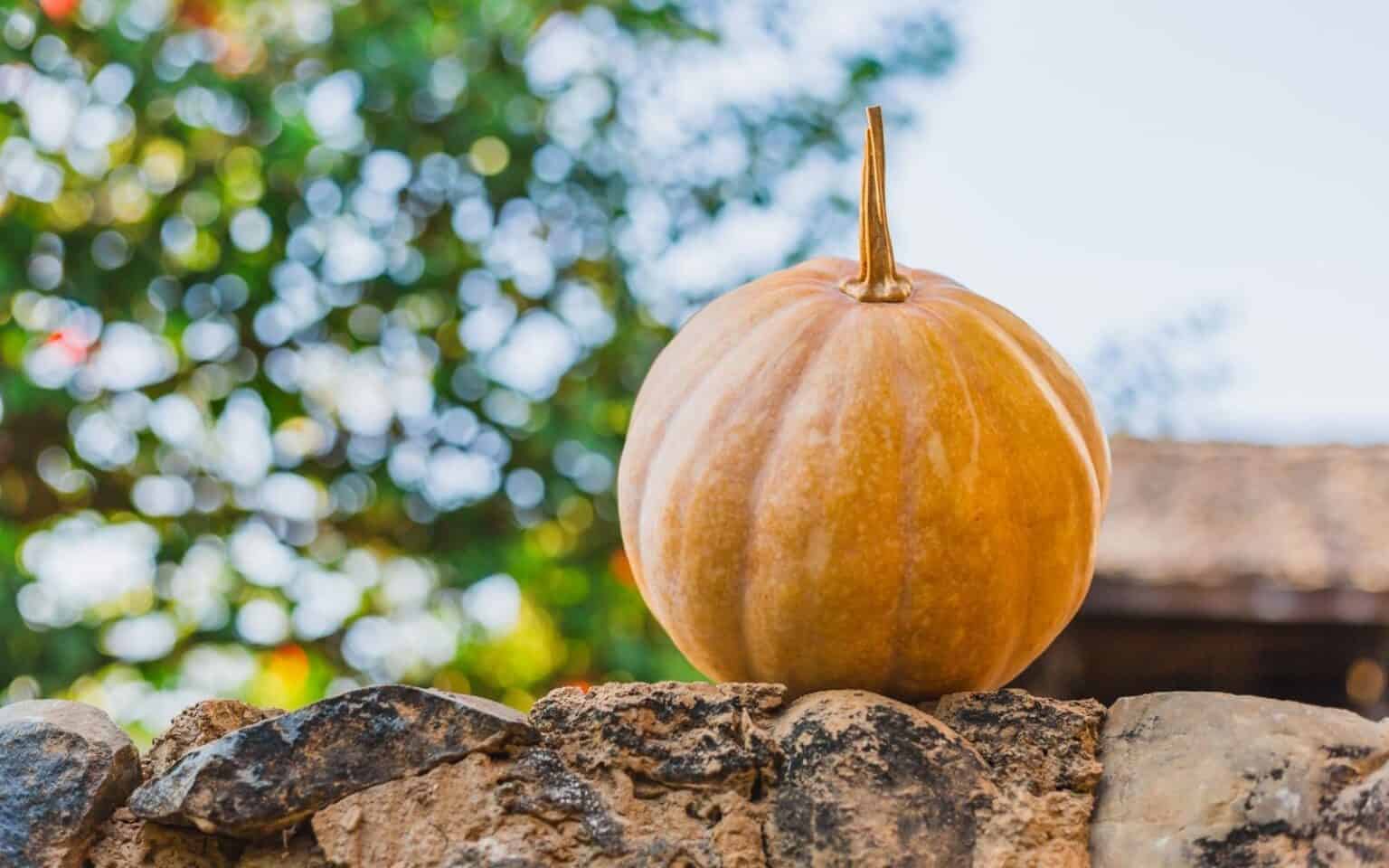 Seminole pumpkin heirloom variety guide Home for the Harvest