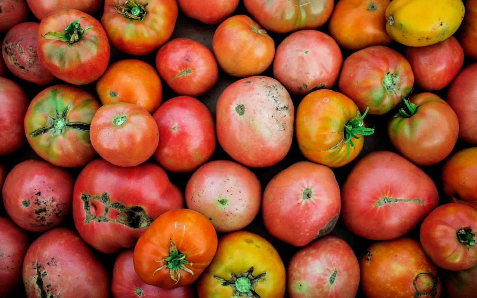 Sweet heirloom tomatoes