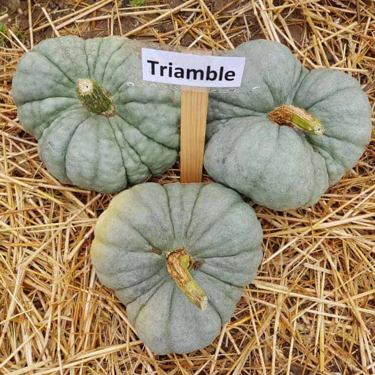 30+ green pumpkins 💚 🎃 Discover the BEST varieties to look for