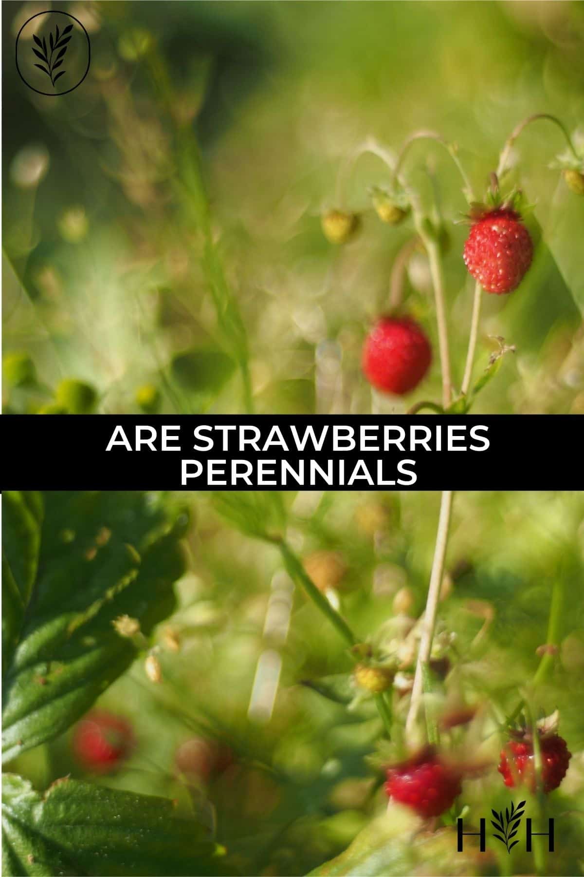 Are strawberries perennials via @home4theharvest